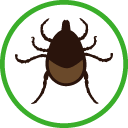 Adult Female Tick