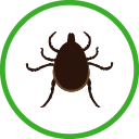 Adult Male Tick