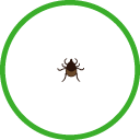 Larva Tick